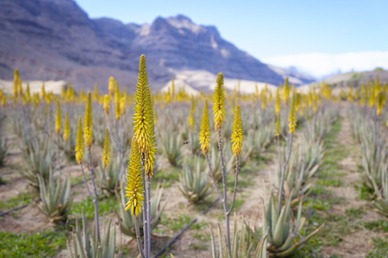 Gran Canaria 314